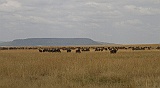 Wildebeest herd in Serengeti